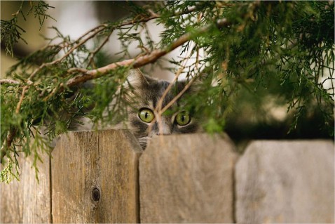 Foto : Lijkt je tuin wel een kattenbak? Zo kun je katten uit de tuin houden