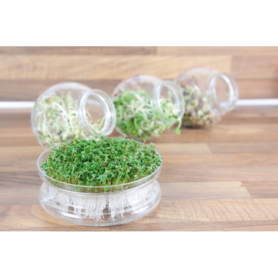 Foto : Glazen bowl voor spruitgroente zaden